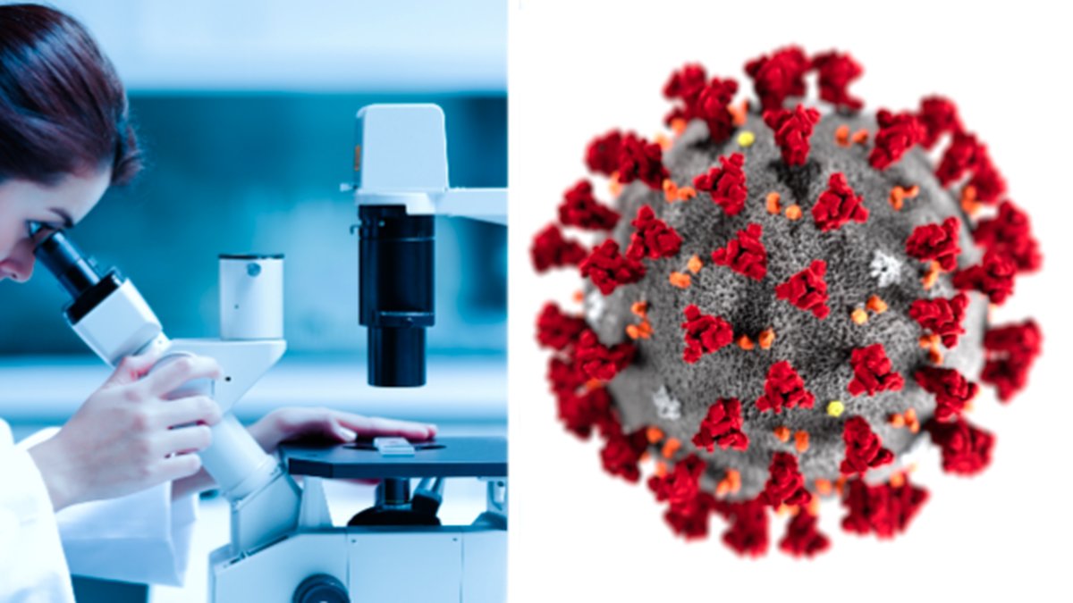 Coronaviruset blir enligt forskare inte farligare i framtiden